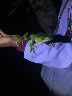 Natasha gently holding a green Kambo frog.